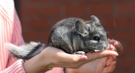φωτογραφία για chinchilla chinchilla φωτογραφία